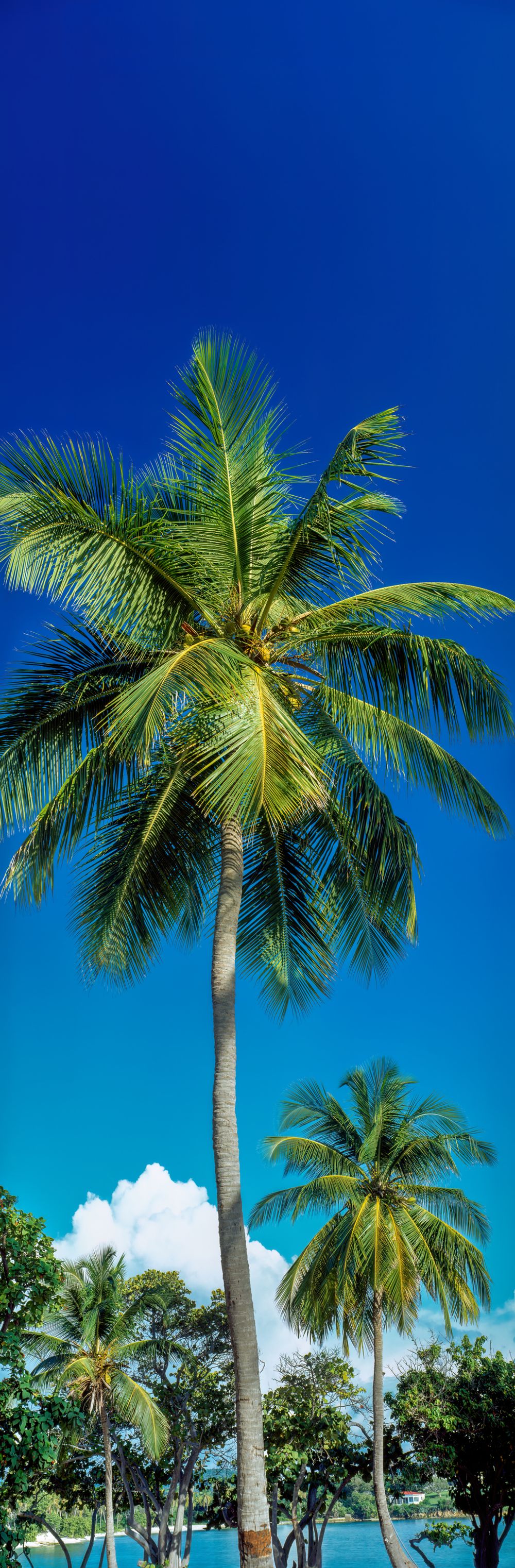 Azure Palms Vertical