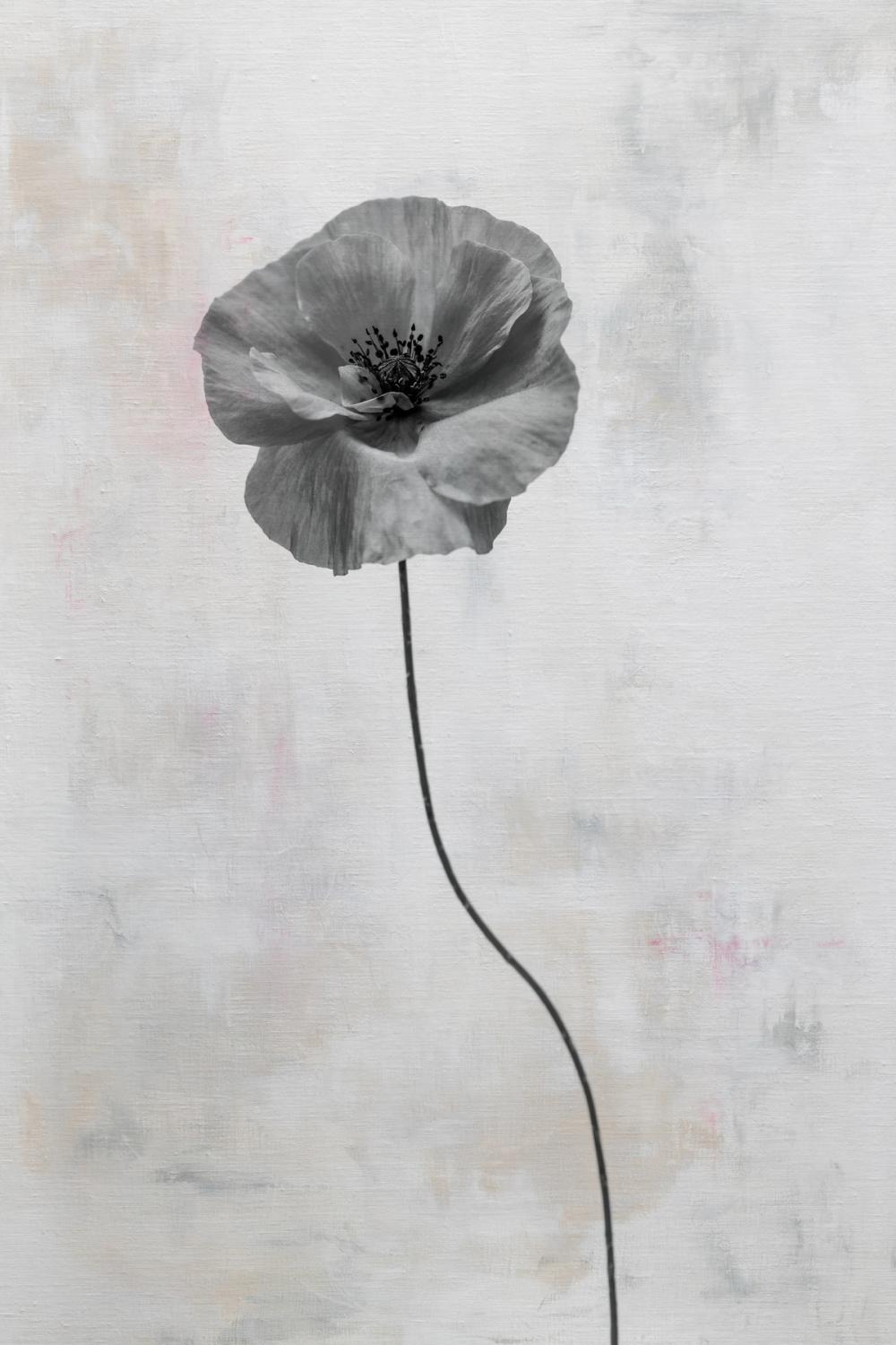 Wonderful Wildflowers XIII Neutral