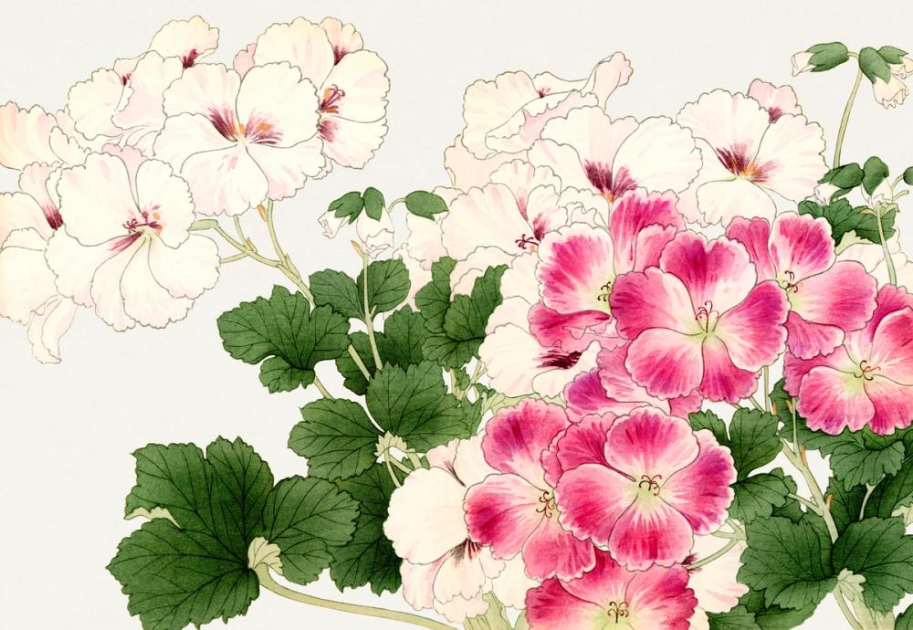 Tanigami Geranium