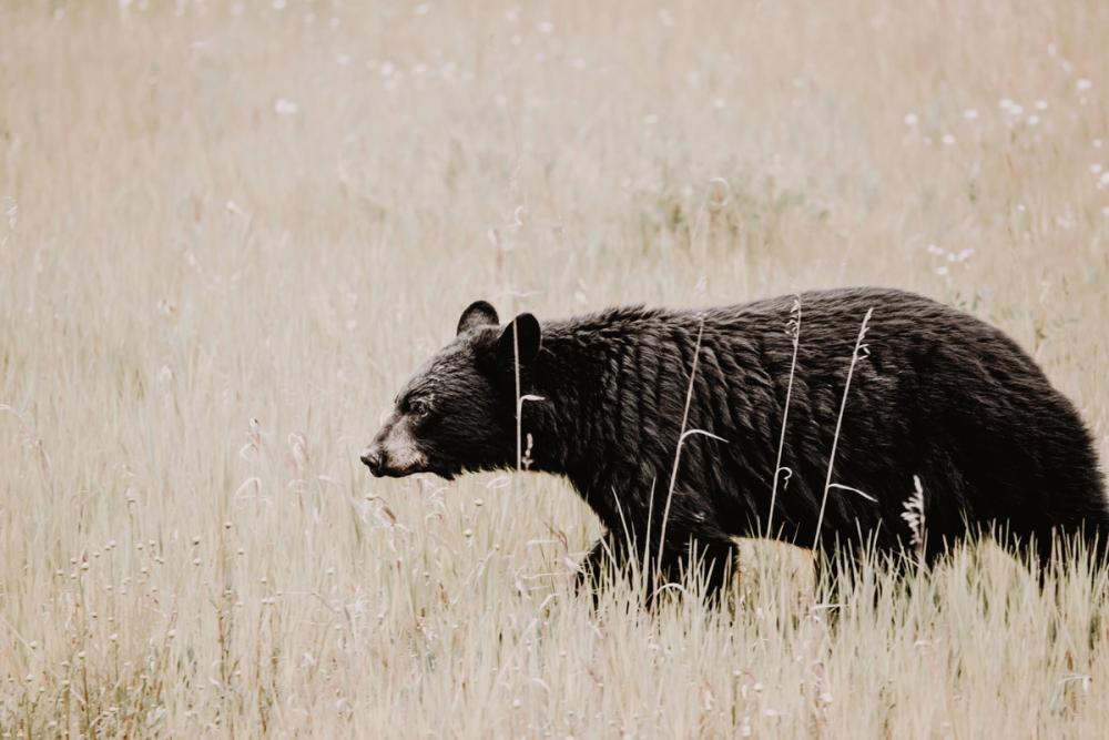Black Bear in British Columbia