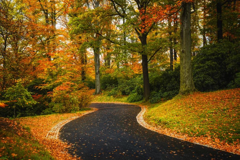 Morning Walk in the Park