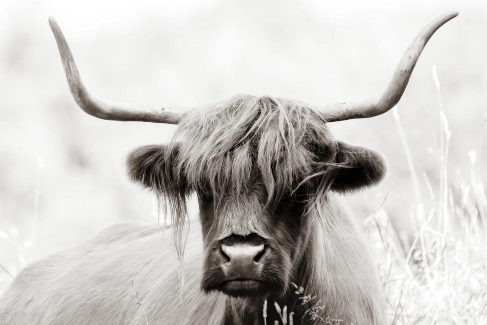 Highland Meadow Portrait BW