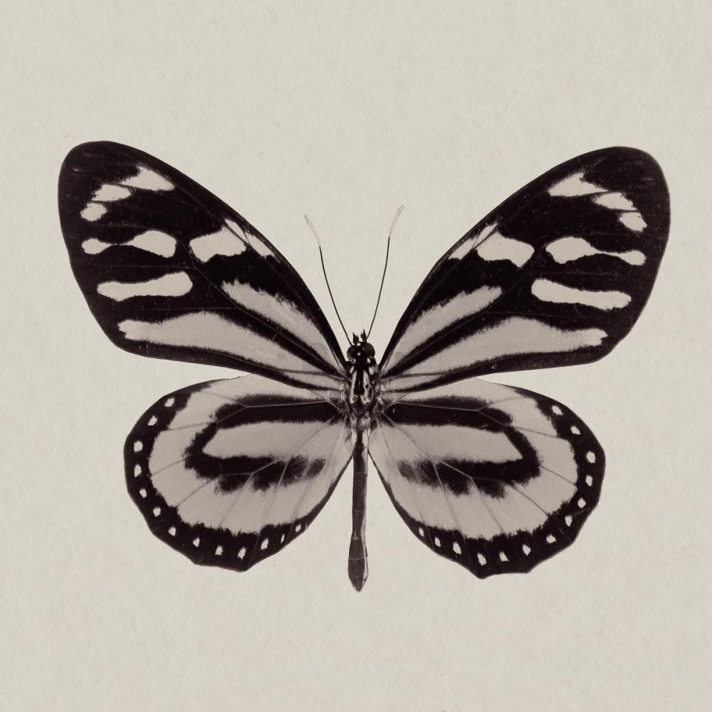 Butterfly VIII Gray