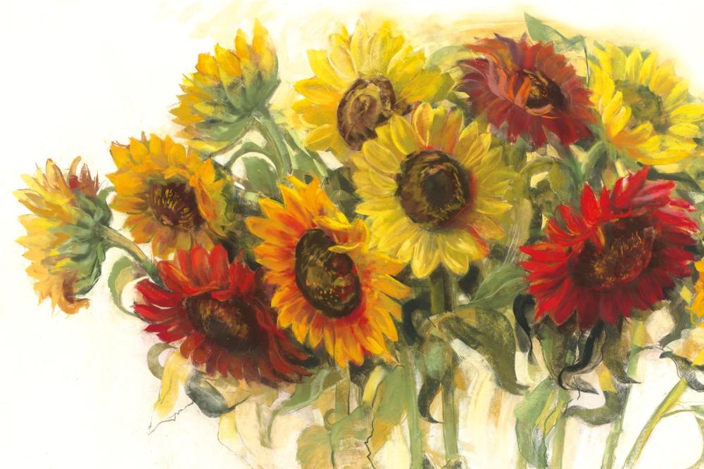Gathering Sunflowers on White