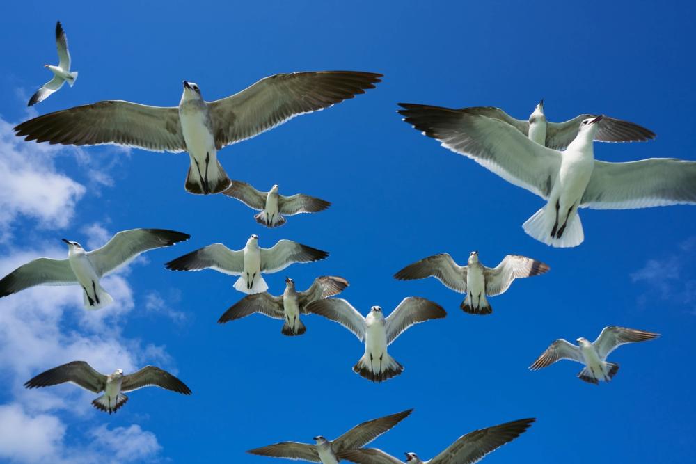 Soaring Seagulls