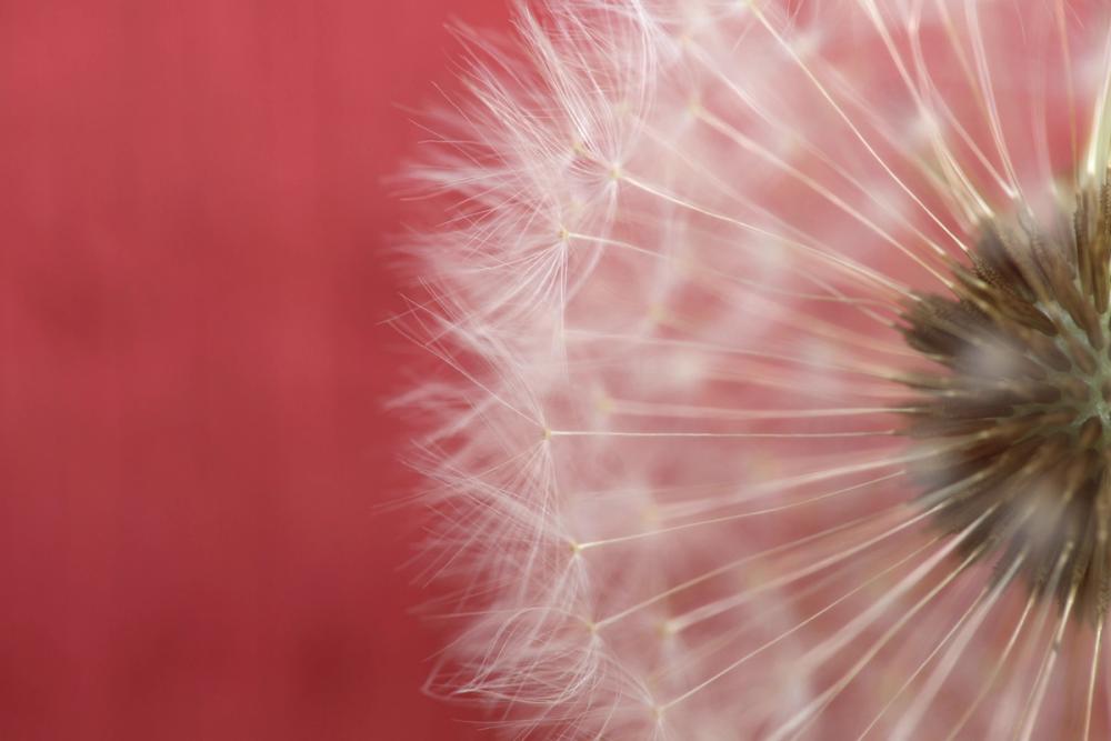 Dandelion on Red III