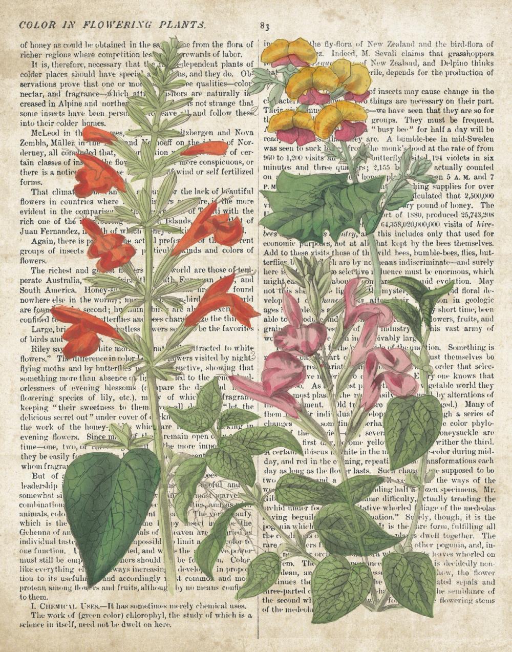 Salvia Florals on Newsprint I