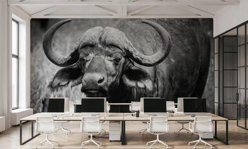African Buffalo