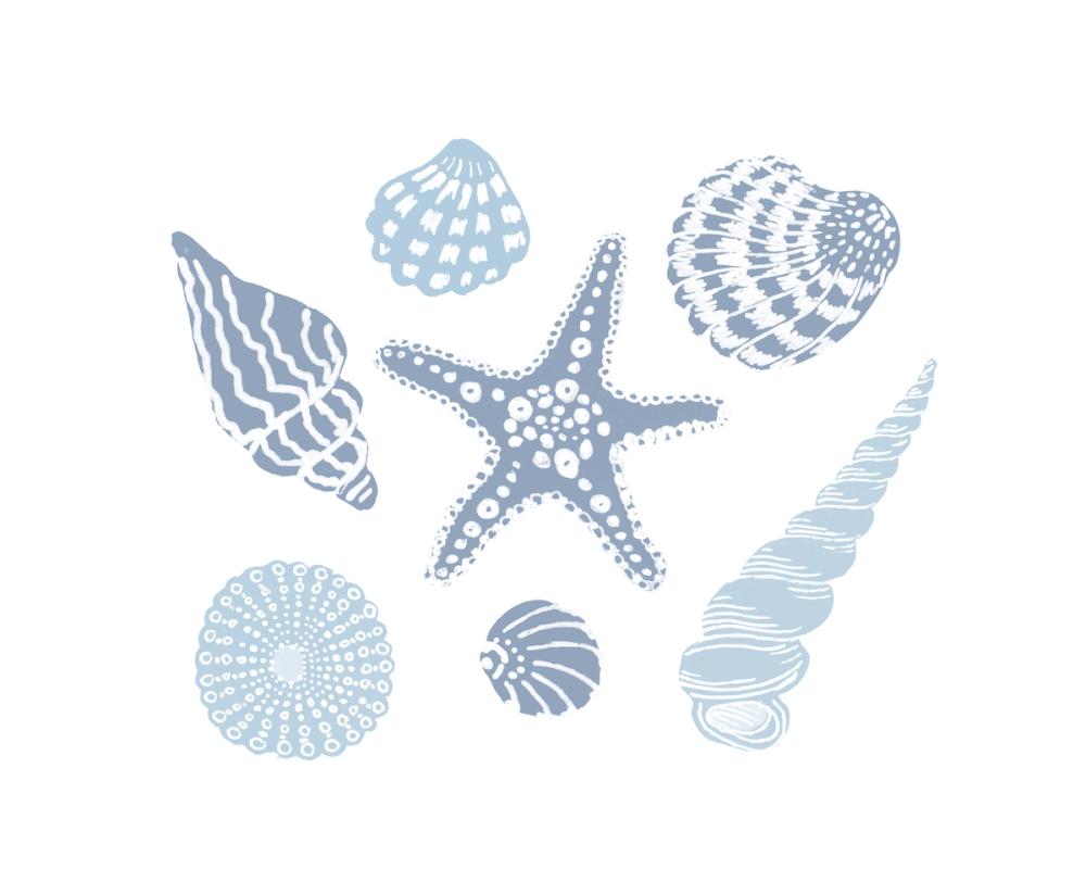 Shells on the Shore II