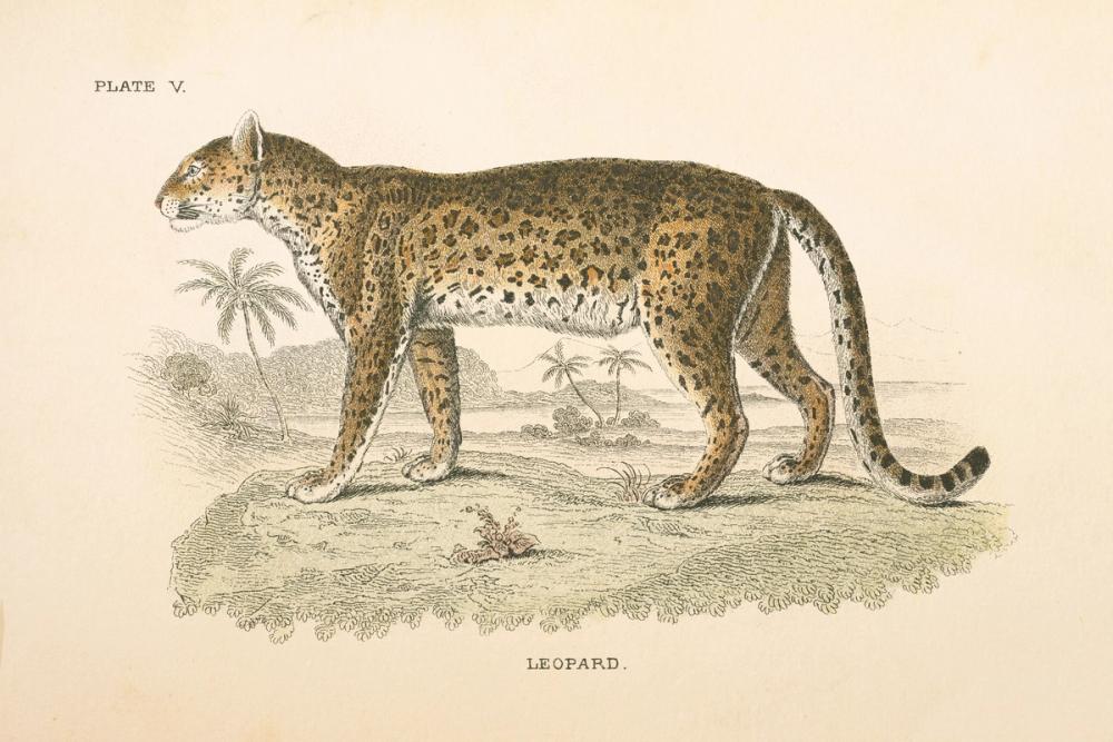 Animals of Africa II