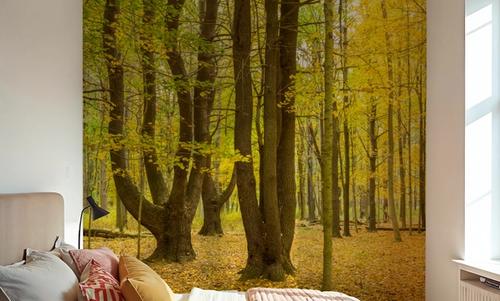 Letchworth Autumn