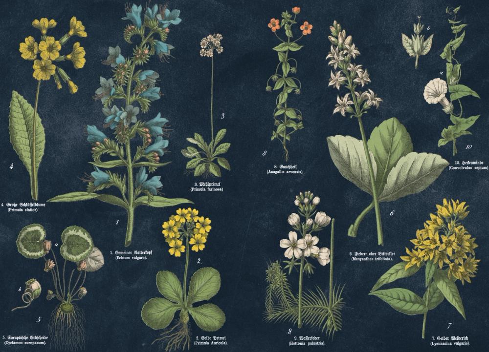 Botanical Floral Chart I Dark Blue