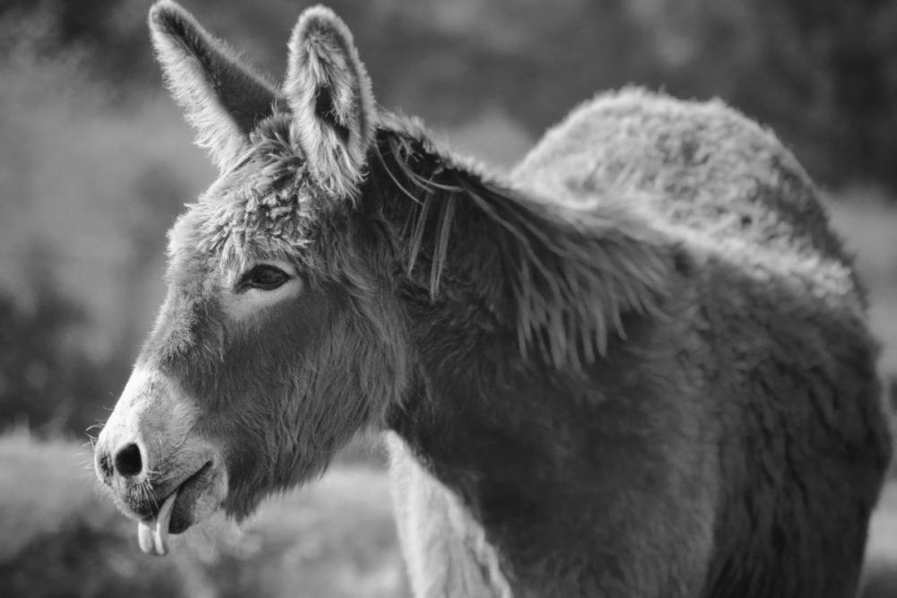 Sweet Donkey II BW