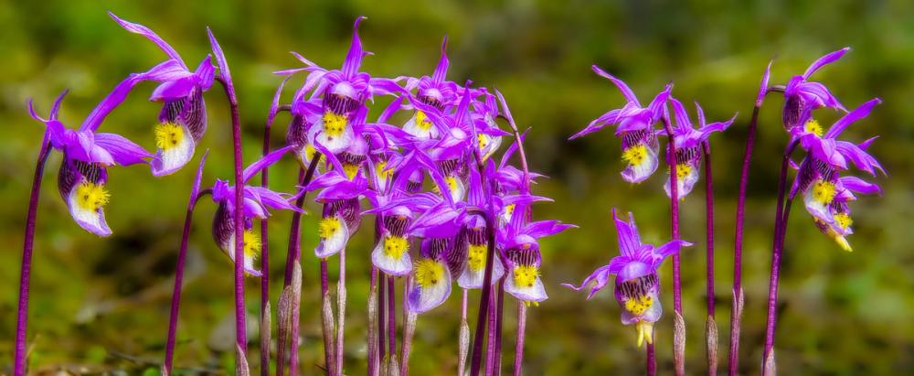 Calypso Bulbosa Bloom