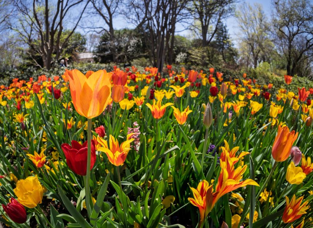 Vibrant Tulip Bloom