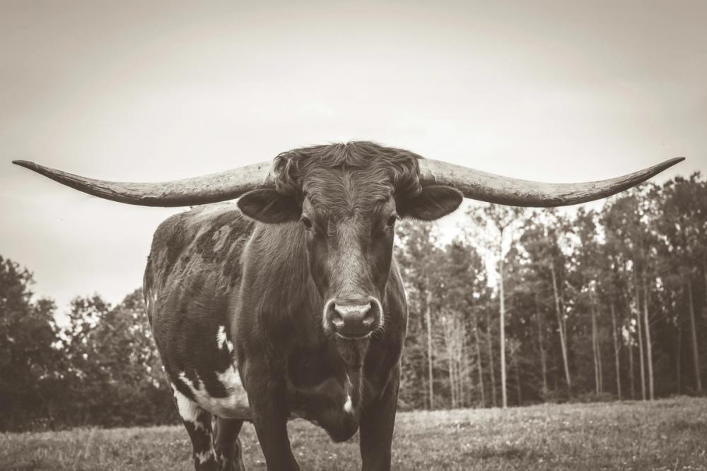 Longhorn Pastures Sepia