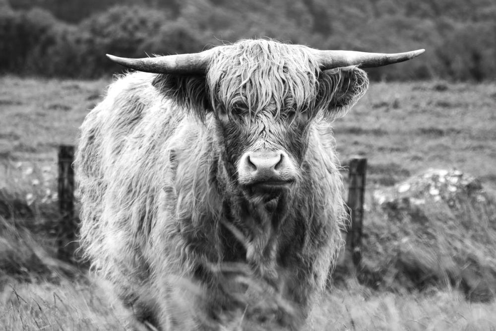 Happy Highland Portrait