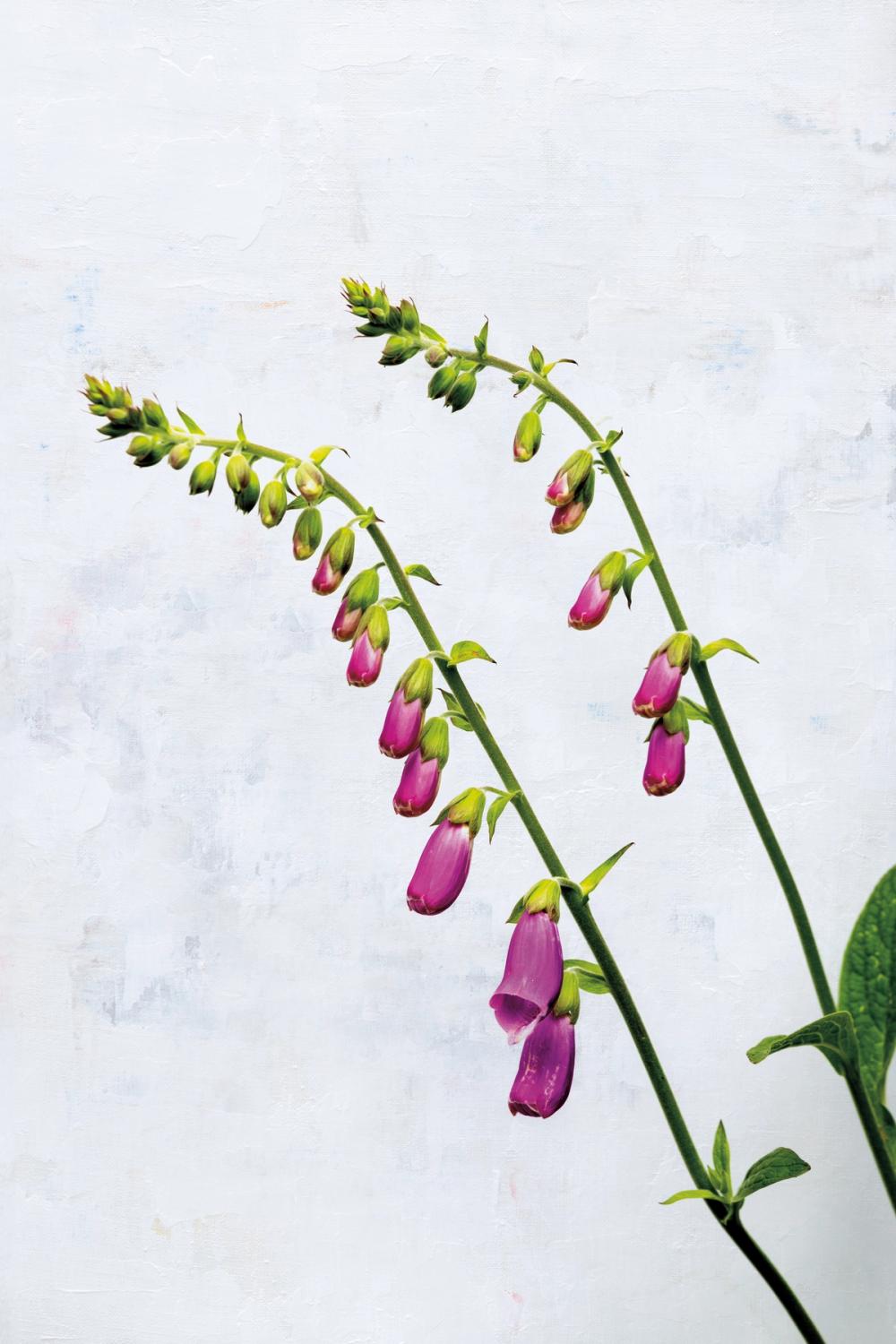 Bending Foxgloves