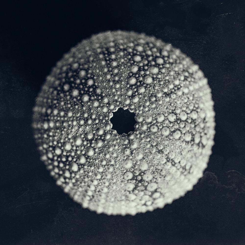 Urchin Still Life I