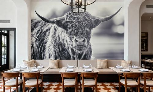 Highland Cow Pastures II