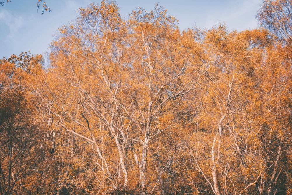 Amber Birch Woods