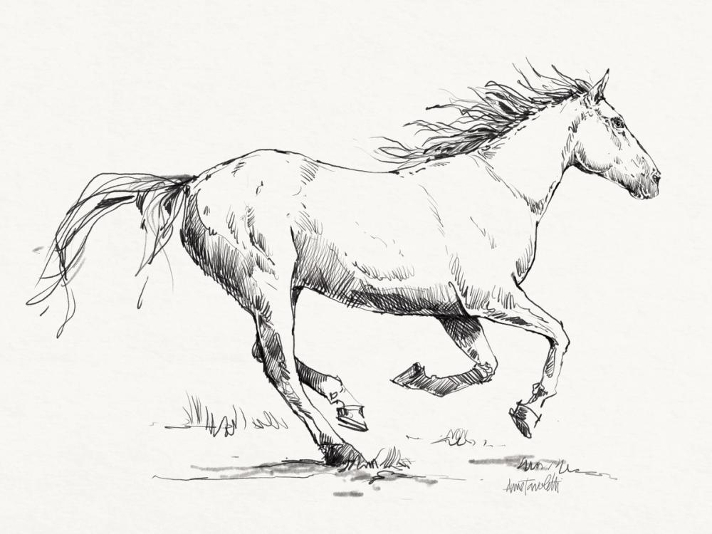 Gallop Sketch