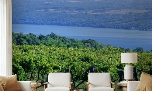 Vineyard Vista
