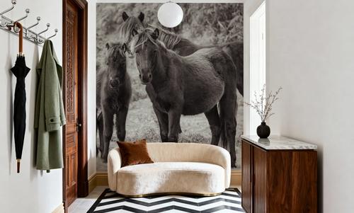 Dartmoor Ponies III