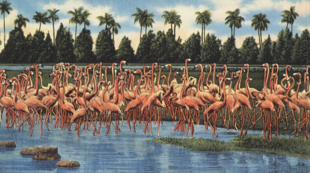Flamingos - Screenprint Postcard
