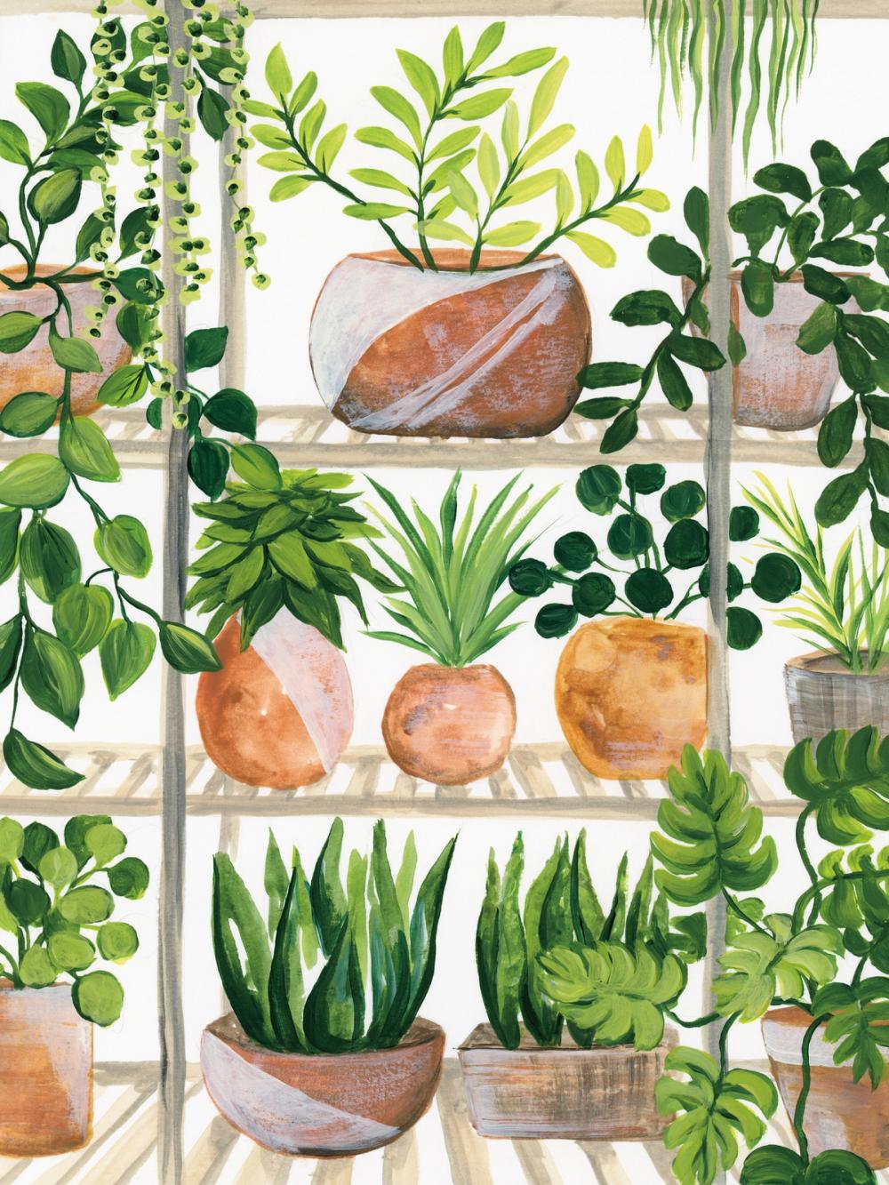 Plants of Shelf