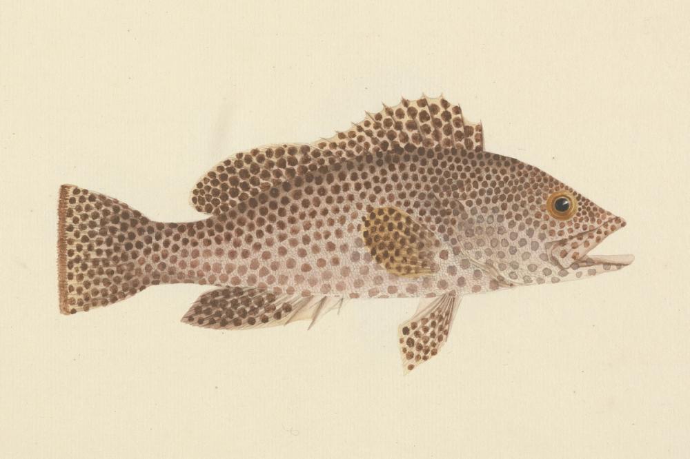 Spotted Grouper