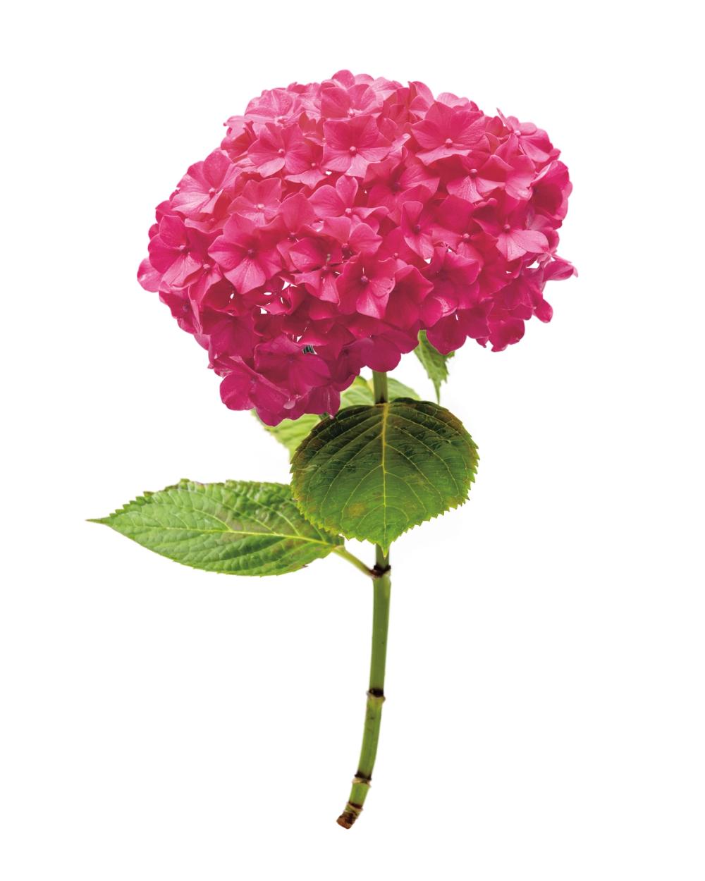 Providence Hydrangea II