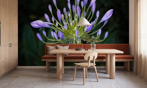 Night Agapanthus