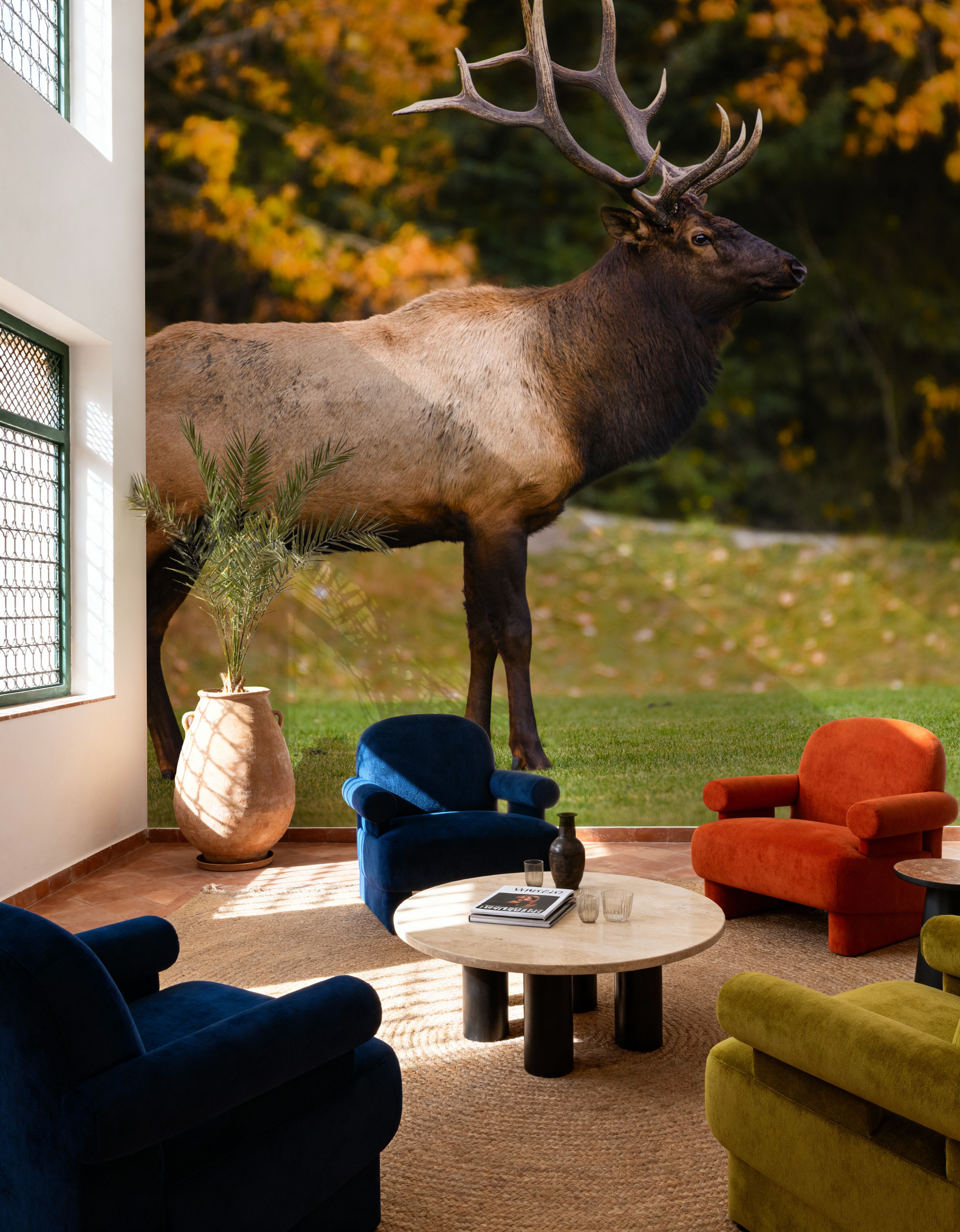 Bull Elk