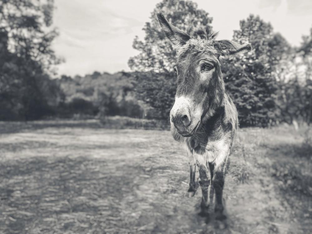 Donkey Tilt BW