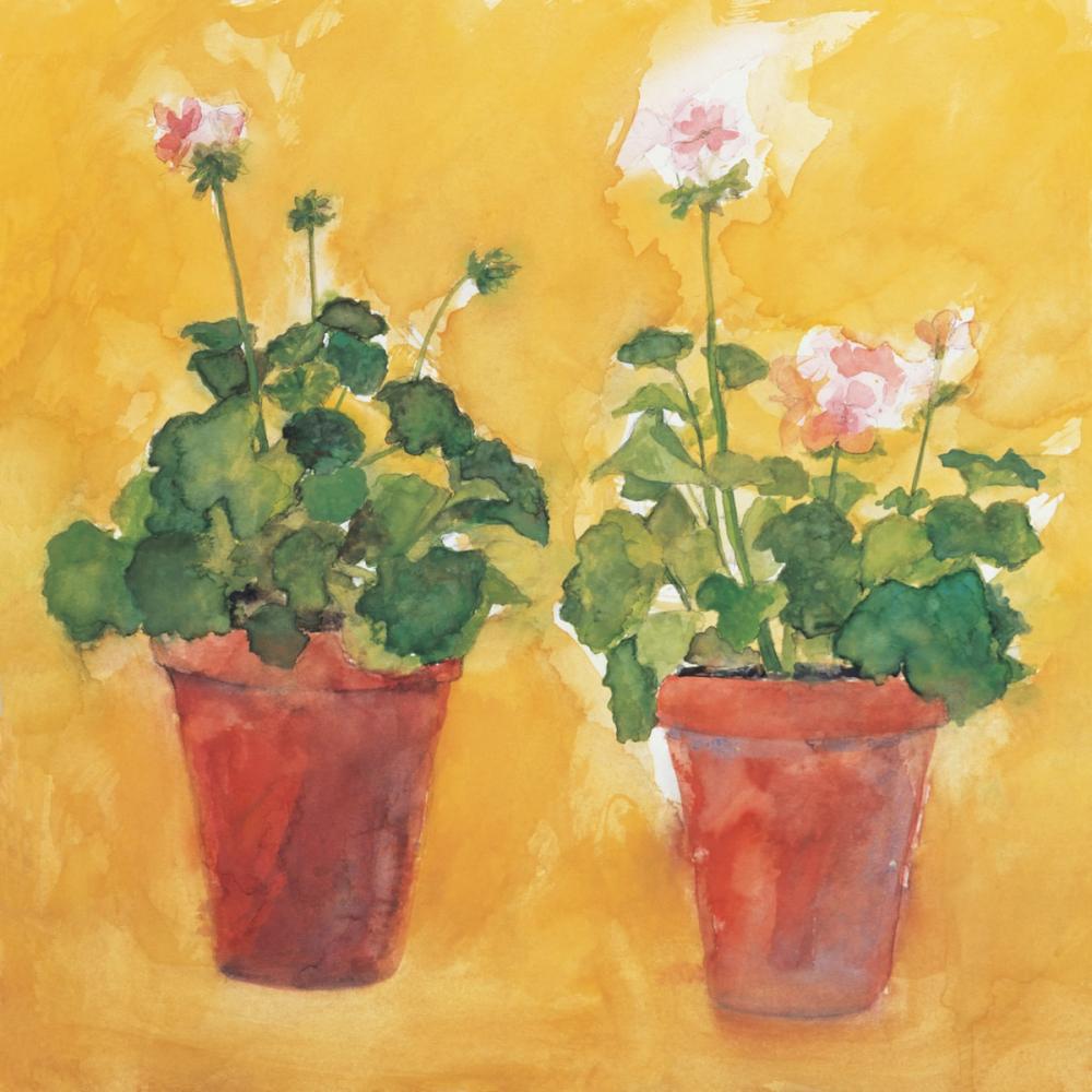 Pelargoniums