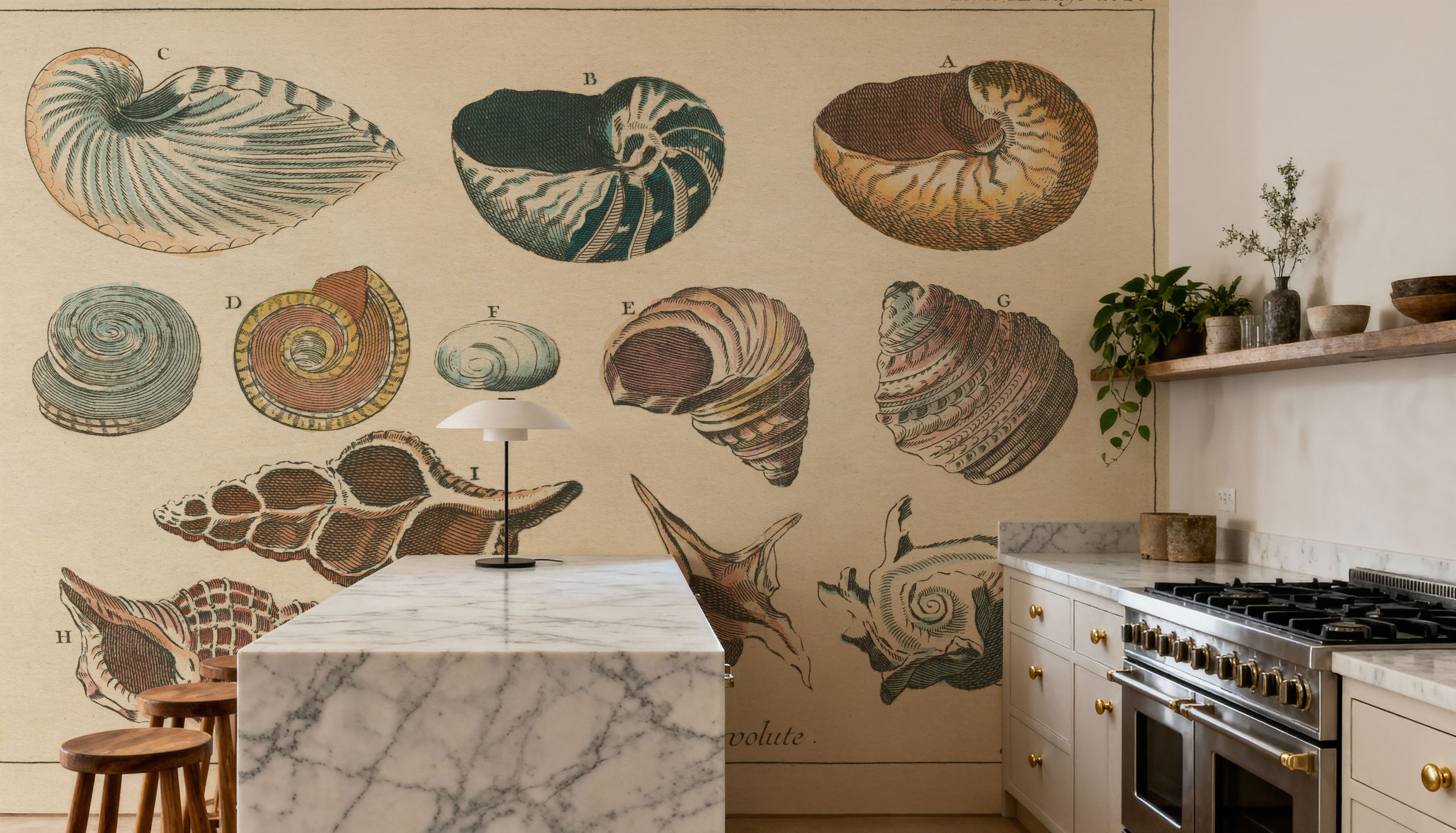 Shell Etchings I