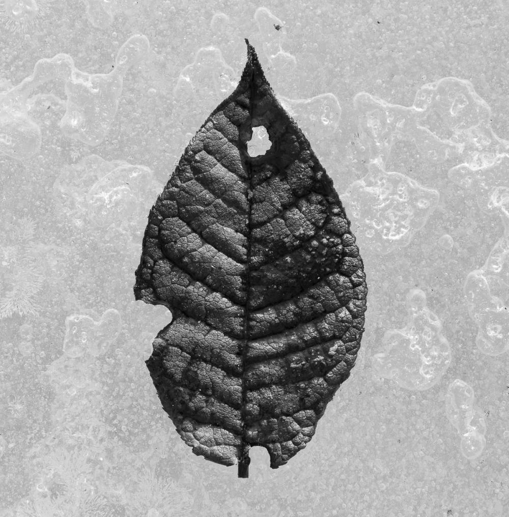 Frozen Leaf