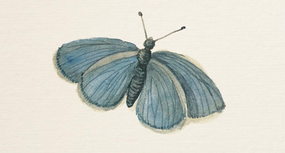 Honeybloom Butterfly I