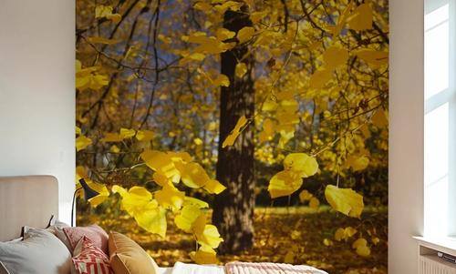 Autumn Radiance