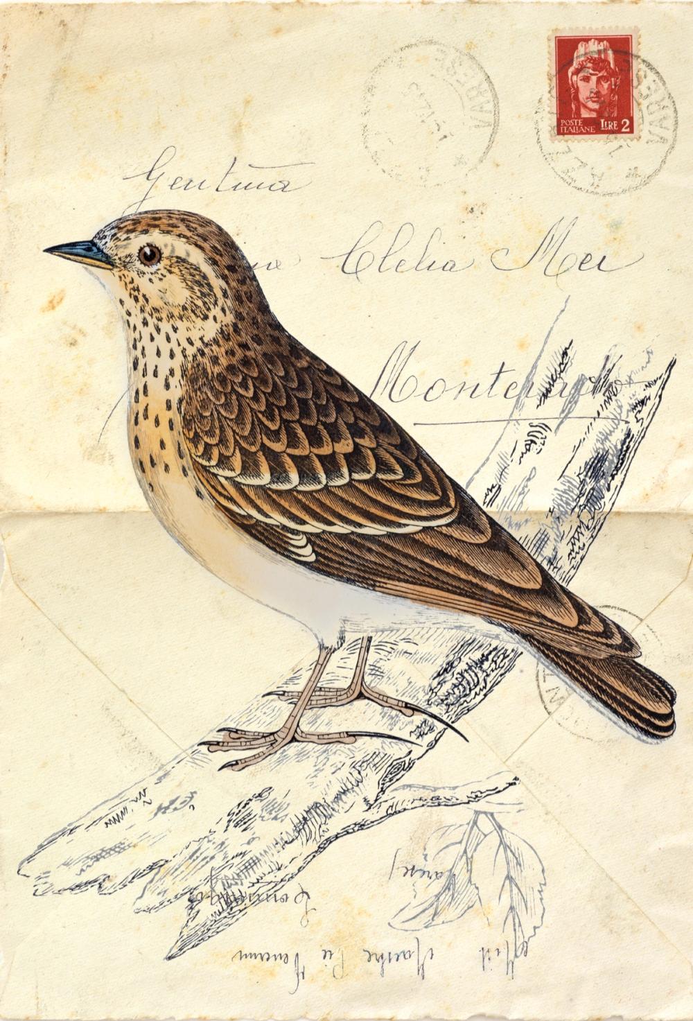 Wood Lark