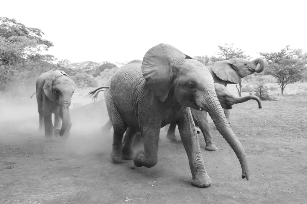 Elephant Race BW