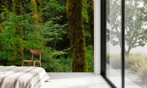 Evergreen Trees