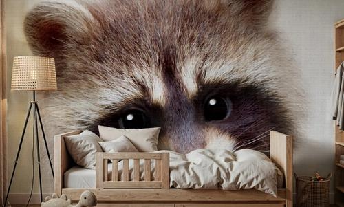 Peekaboo Raccoon