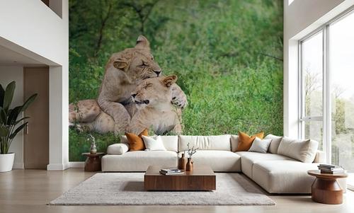 Playful Lions