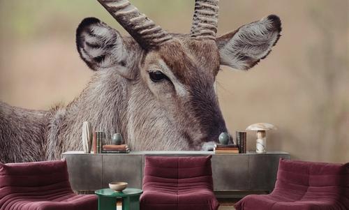 Waterbuck Portrait