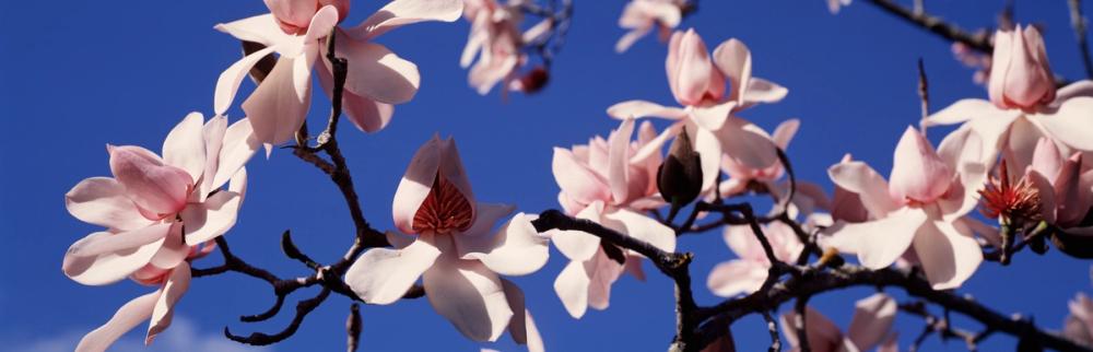 Blush Magnolia Sky Close up