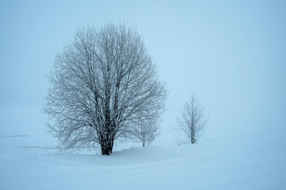 Snowy Trees