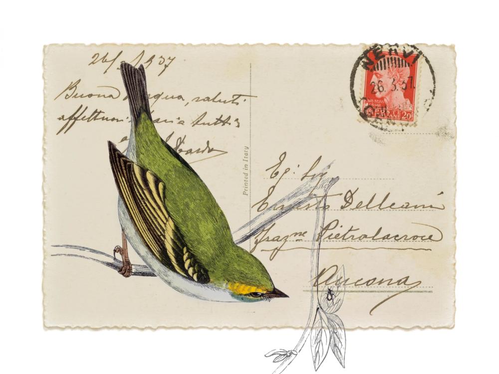 Postcard Bird I