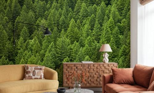 Evergreen Canopy